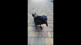 Trained raven performs a trick for a treat in Poltava, Ukraine