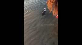 Calm rabbit floats in shallow sea water in Samsun, Turkey