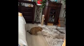 Bengal cat curiously plays with dragonfly at Rockaway Beach, New York, USA