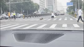 Man struggles to move stubborn dog in traffic in Liaoning, China