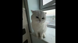 Cat taps camera and meows in annoyance in Beijing, China