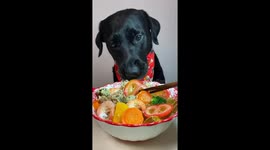 Dog enjoys seafood noodle bowl in Hunan, China