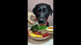 Dog enjoys variety-filled homemade meal in Hunan, China