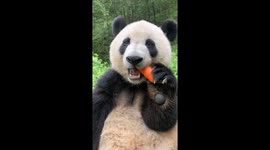Panda calmly enjoys carrot snack in Shaanxi, China
