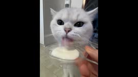 Cat adorably drinks milk and gets messy in Beijing, China