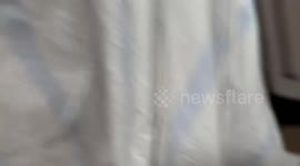Kitten yawns cutely after being greeted in Guangdong, China