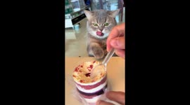 Determined cat tries to steal cake in Chongqing, China