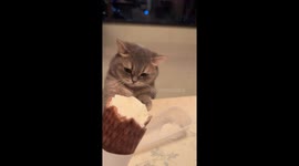 Cat sneaks a lick of ice cream cone in Chongqing, China