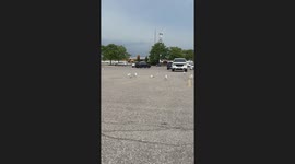Parking lot taken over by noisy seagulls in Mississauga, Canada