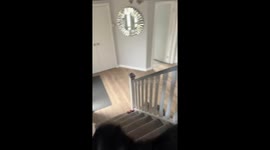 Excited flat-coated retriever welcomes owner home in Port Glasgow, Scotland, UK