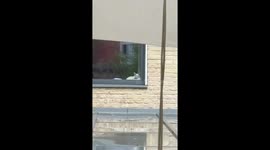 Cats silently face off from opposite windows in Kyiv, Ukraine