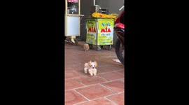 Adorably groomed poodle puppies play in Thanh Hoa, Vietnam