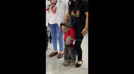 Schnauzer dog stands on hind legs during patriotic song in Lima, Peru