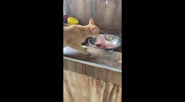 Sneaky cat caught trying to steal raw meat in Lanao del Norte, Philippines