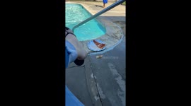Child picks up pool-soaked pizza slice in Lodi, California