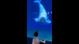 eluga playfully startles child through oceanarium glass in Hebei, China