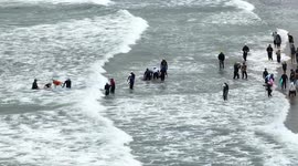 US: Dogs ride waves at World Dog Surfing Championships in California