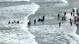 Dogs ride waves at World Dog Surfing Championships in California