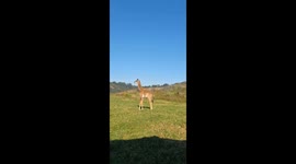 Giraffe's First Teeth: A Cute and Curious Moment at Phezulu Safari Park, KwaZulu-Natal