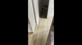 Cat Running in Washing Machine