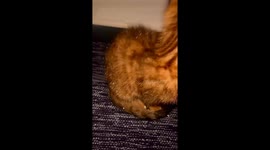 When Curiosity Ends in Sparkles