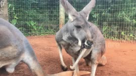 An adorable Kangaroo hops around his enclosure and eats some food