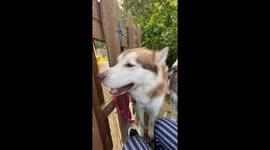 My Alaskan Malamutes Sojou, Fish, Dotty's Coffee Break Chaos Ambush!