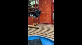 Goat unlocks gate to free itself and friends in Qinzhou, China