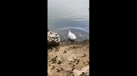 Duck catches and submerges bird near lakeshore in Inner Mongolia, China
