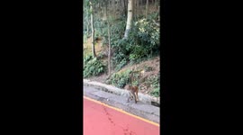 Monkey grabs and bites woman after snack offering in Guizhou, China