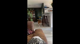 Cat loudly meows at approaching taxidermy display in Conroe, Texas