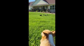 Ducks hilariously follow cat leader in Long Grove, Iowa