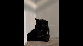 Cat suddenly bolts upstairs, startling owner in Palm Beach, USA