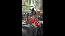 Playful dogs tease each other on sofa in Harrisburg, Pennsylvania