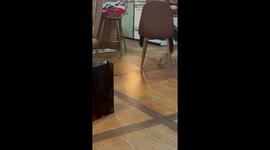 Pig politely asks for food with empty bowl in Florence, Mississippi