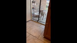 Polite Blue Heelers wait for signal before entering house in Leander, Texas, USA