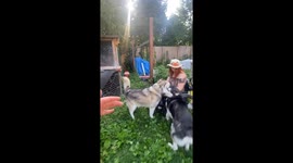 Wheelchair Welcome: Alaskan Malamutes' Overjoyed Reunion with Beloved Nina