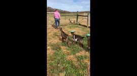 Woman’s pool noodle trick keeps two mischievous goats out of trouble