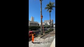 Rescue team retrieves stranded bird from tree in Brazil