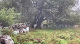 UK: Sheep Take Shelter as Strong Winds from Storm Floris Hit North Wales
