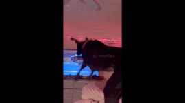 Dog’s favorite TV show sparks excitement as she wants to join the fun