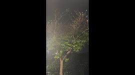 Parakeets perfectly camouflage as leaves on bare tree