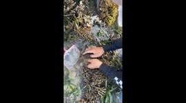 Boys attempt to catch clownfish but it slips through hole in small net