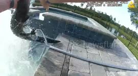 Alligator Removed From Backyard Pool, Safely Relocated Nearby