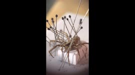 DIY artist transforms deceased wolf spider into resin doorknob in six-week process