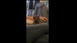 Cat Loves Hiney Scratches