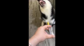 Husky bares teeth when asked to take his medicine