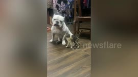 Kitten wants to make friends with cowardly pet dog