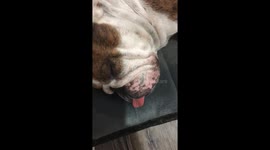 Bulldog’s Lips Tremble Along with Her Snores