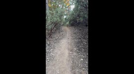 Man walking donkey stalked by mountain lion in scary encounter